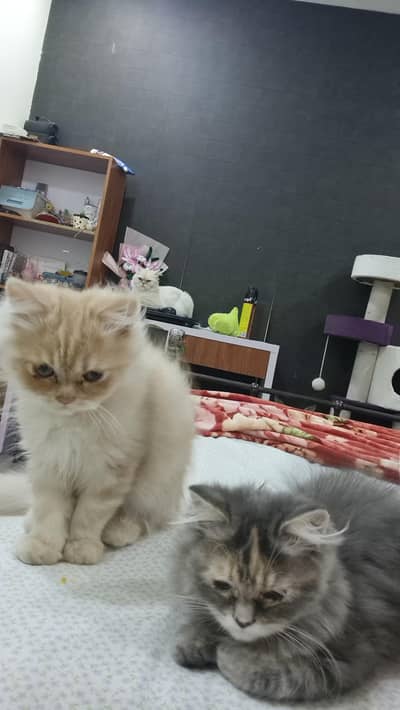 Persian kittens