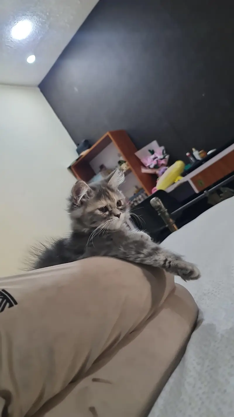 Persian kittens — photo 2