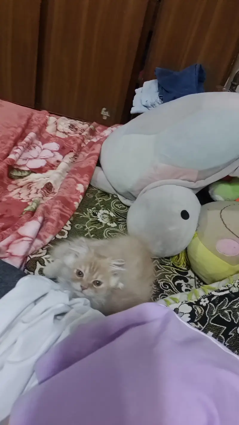 Persian kittens — photo 3