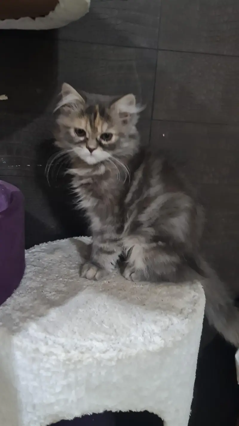 Persian kittens — photo 4