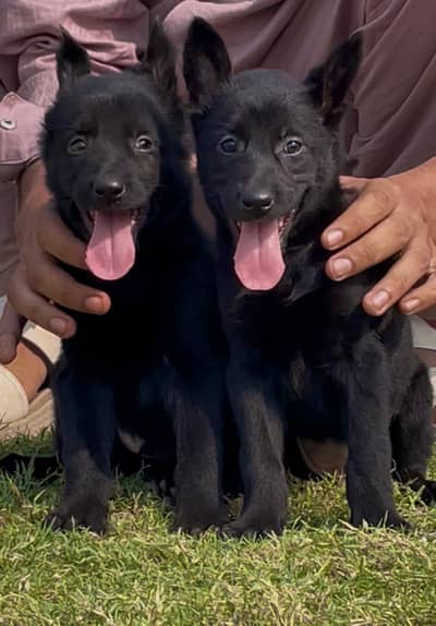 black German Shepherd double coated pair 2 month for sale