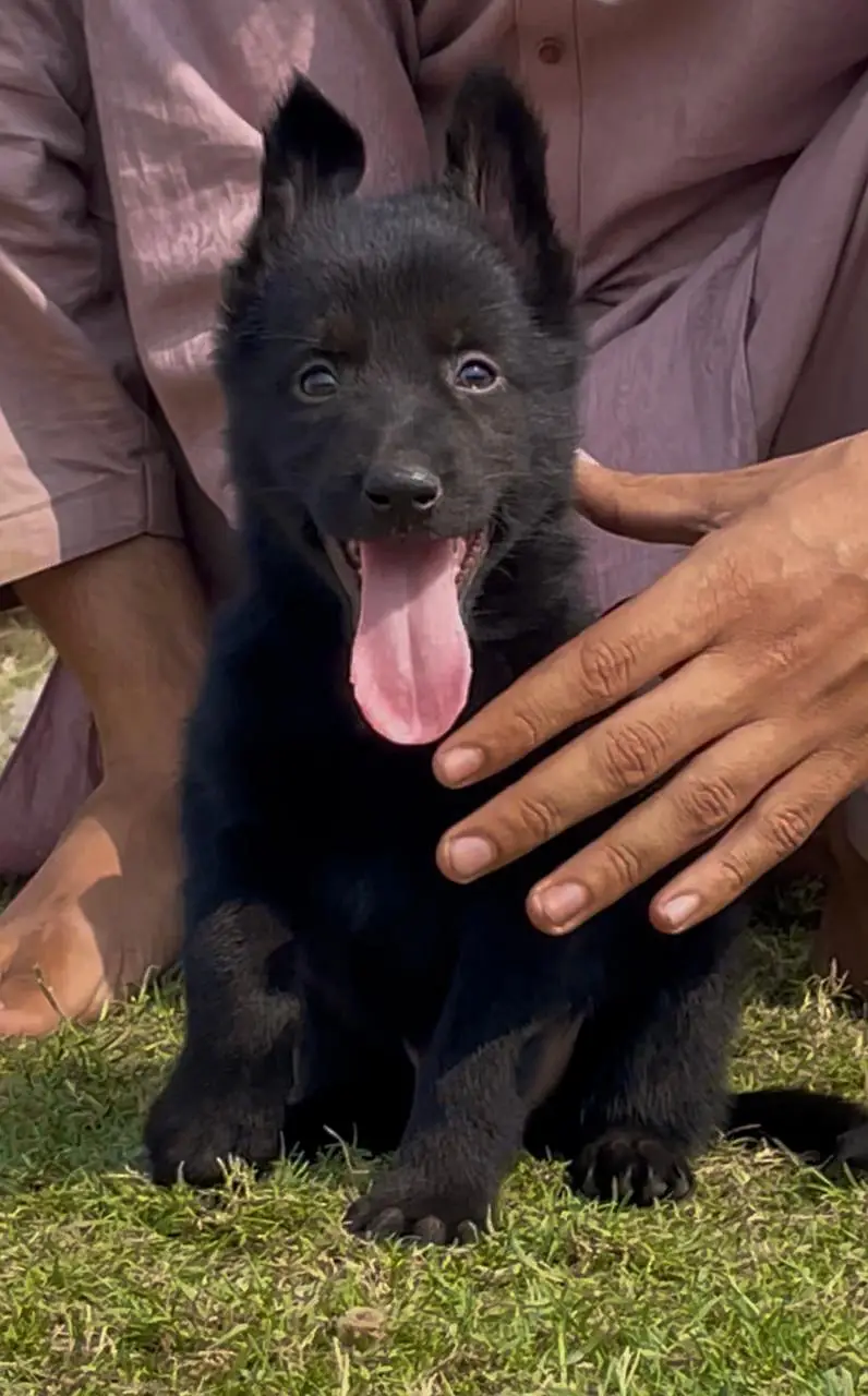 black German Shepherd double coated pair 2 month for sale — photo 2