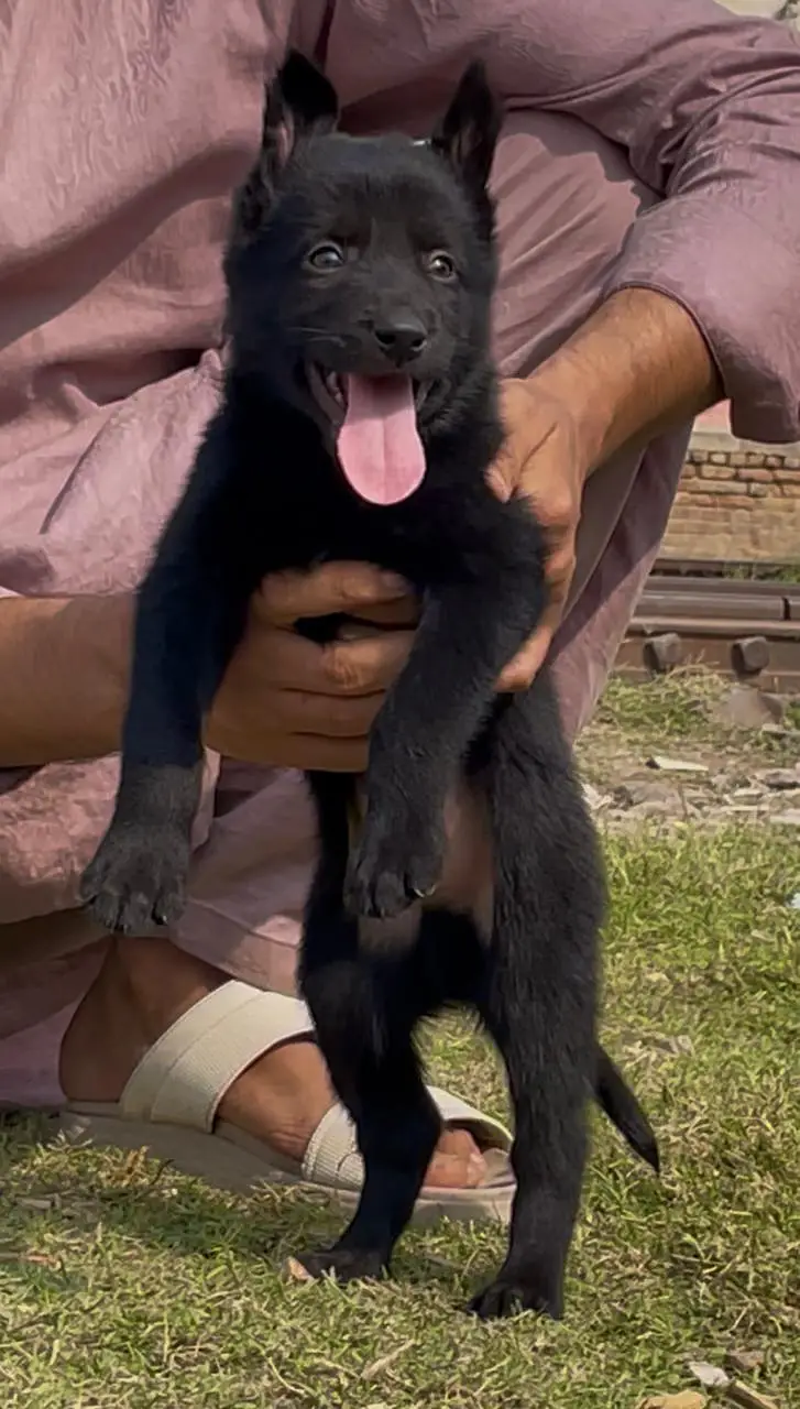 black German Shepherd double coated pair 2 month for sale — photo 3