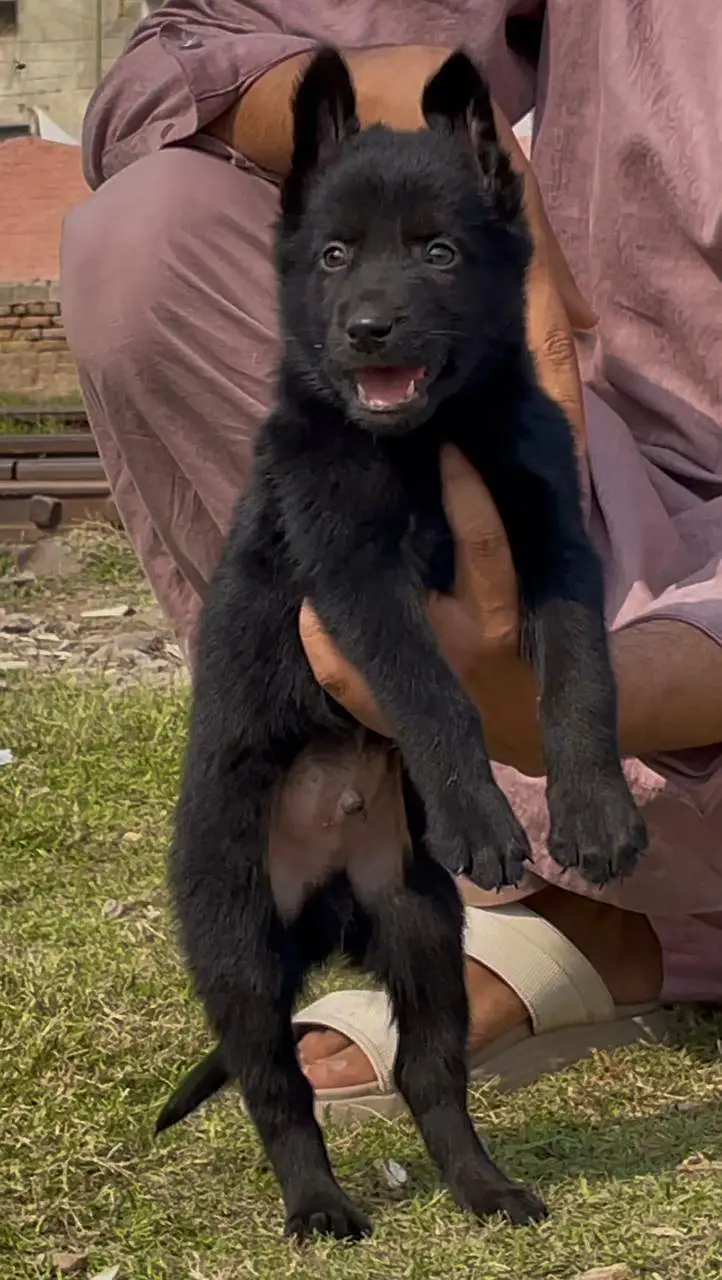 black German Shepherd double coated pair 2 month for sale — photo 4
