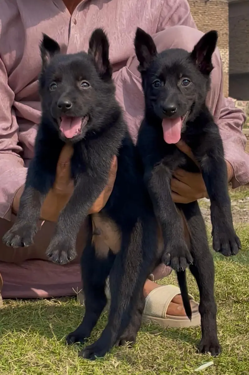 black German Shepherd double coated pair 2 month for sale — photo 5