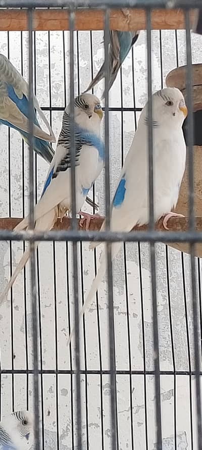 Australian Parrot's