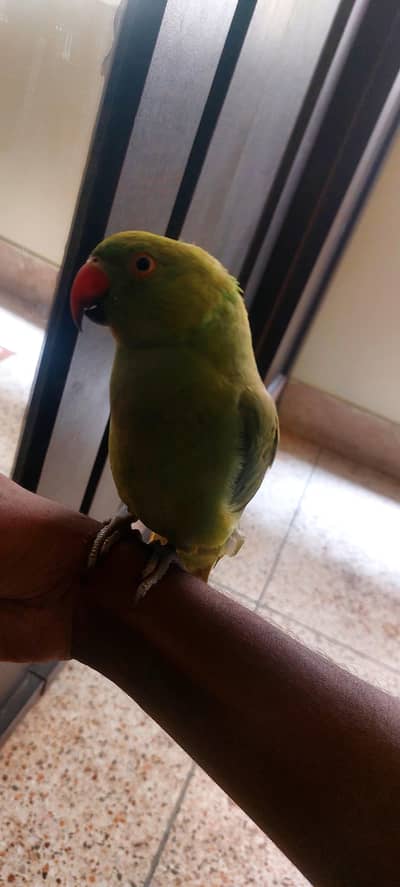 ring neck