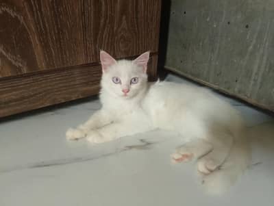 Persian Cat