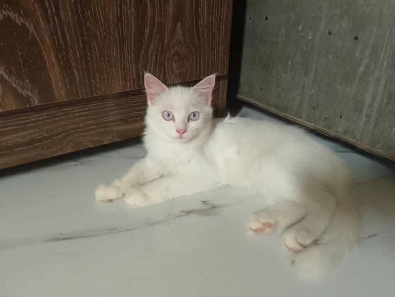 Semi-Persian Cat 0