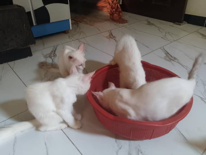 Semi-Persian Cat 1