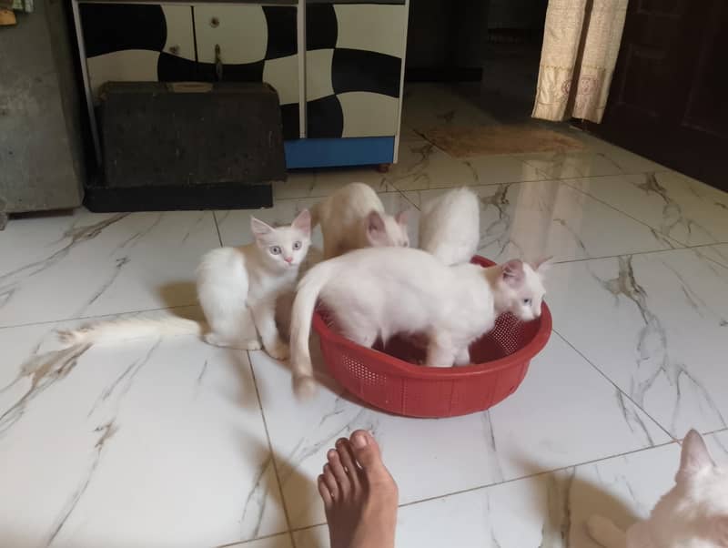 Semi-Persian Cat 3