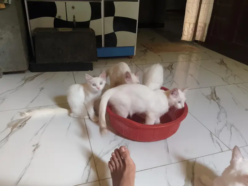 Semi-Persian Cat — photo 4