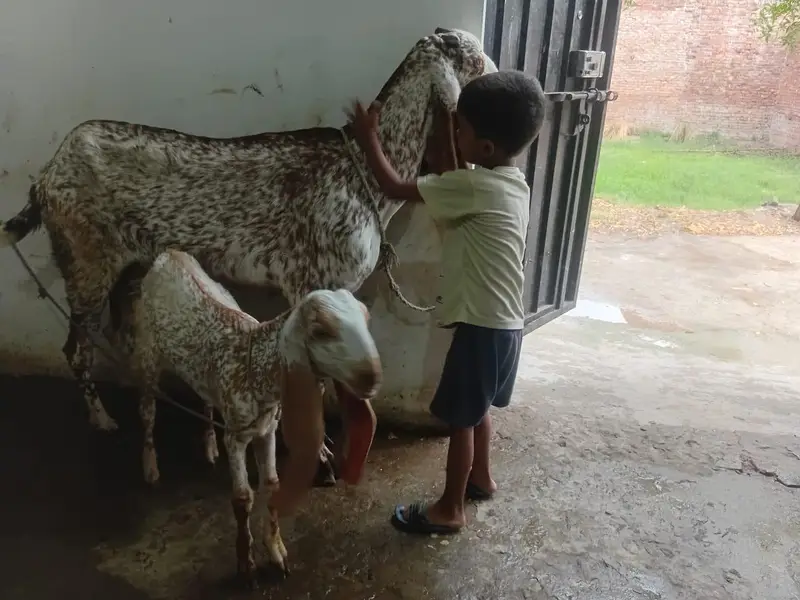 goats makhi cheeni bakri — photo 2