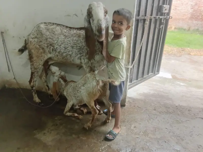 goats makhi cheeni bakri — photo 3