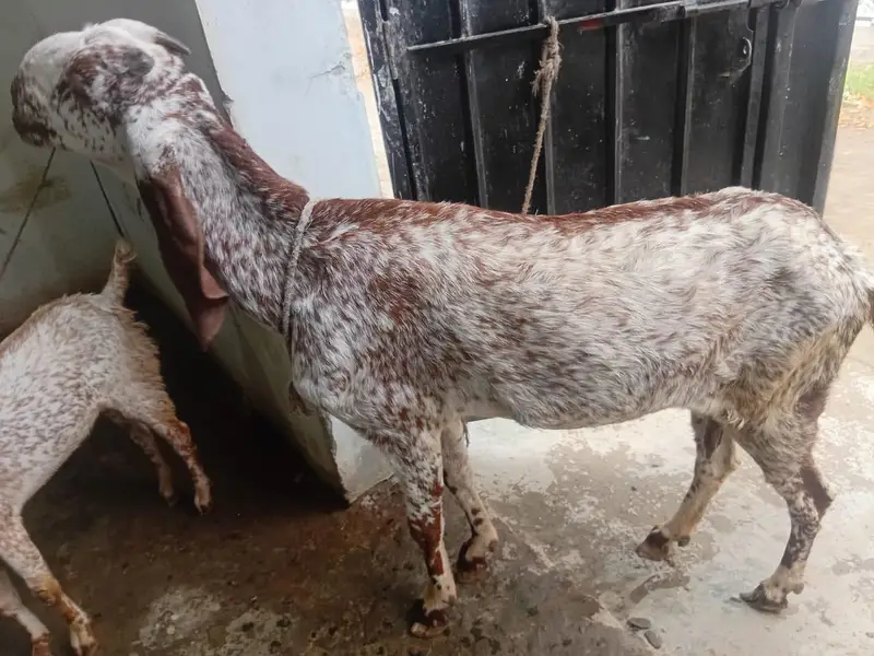 goats makhi cheeni bakri — photo 4