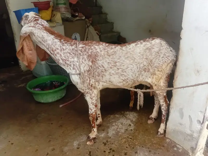 goats makhi cheeni bakri — photo 5