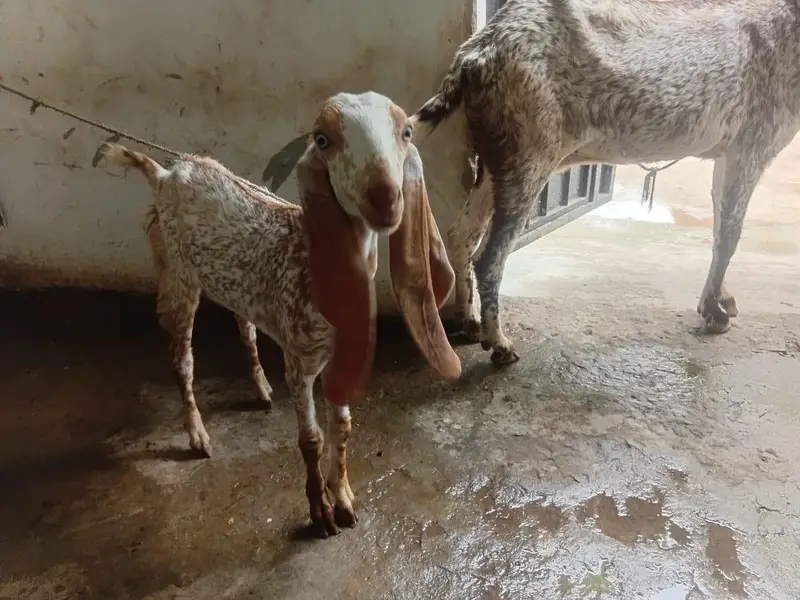 goats makhi cheeni bakri — photo 6