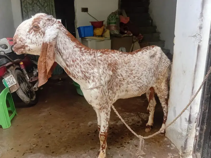 goats makhi cheeni bakri — photo 7