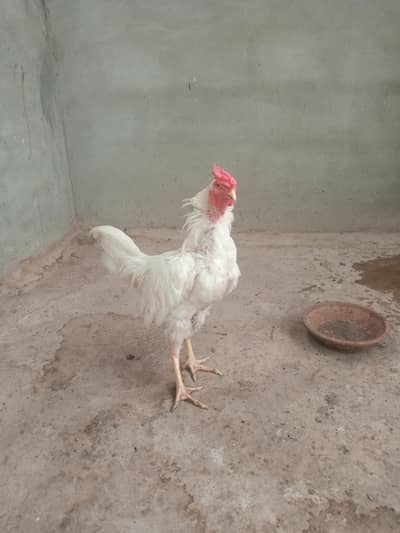heera aseel hera patha hira murga