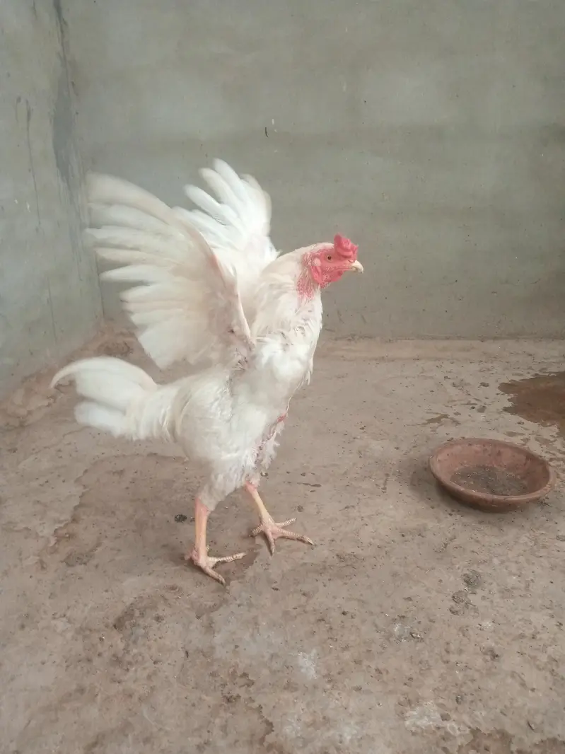 heera aseel hera patha hira murga — photo 2