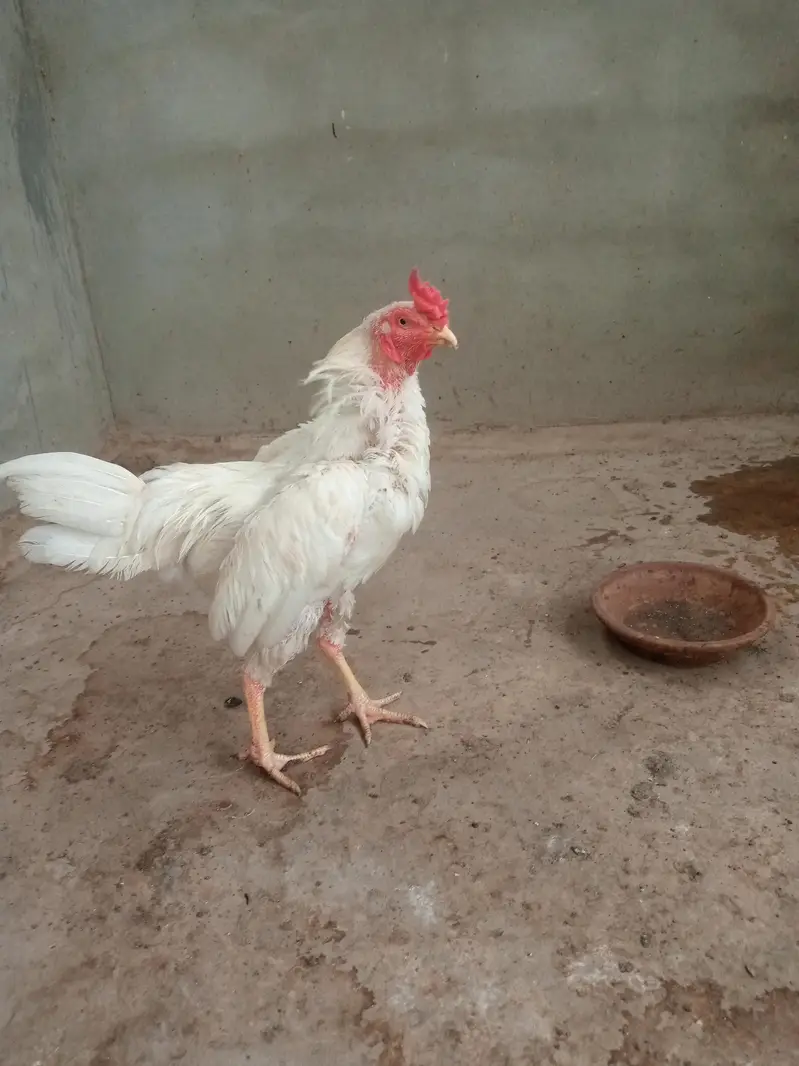 heera aseel hera patha hira murga — photo 3