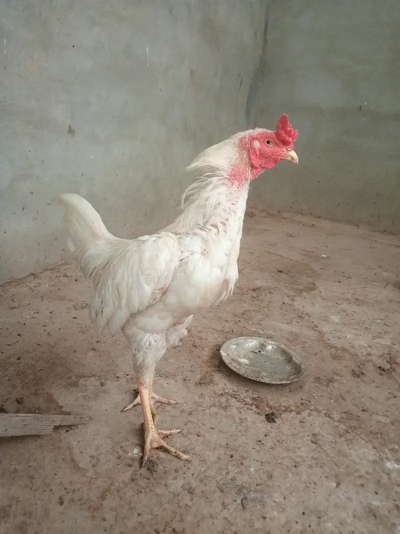 heera aseel hera patha hira murga — photo 4
