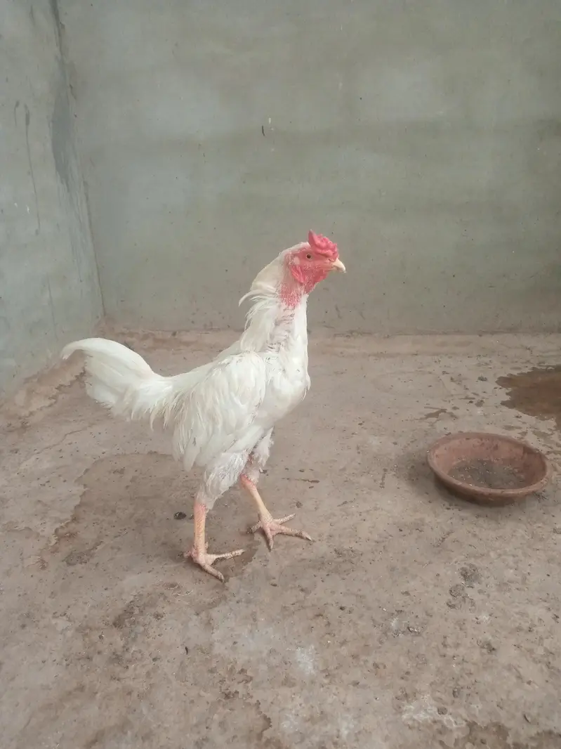 heera aseel hera patha hira murga — photo 5