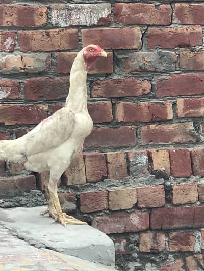 White king Shamo female 03424058759 Whataspp