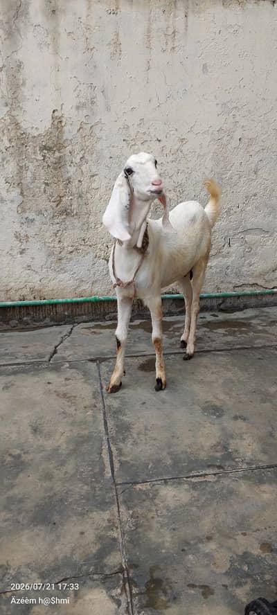 cross breed like tedy color white