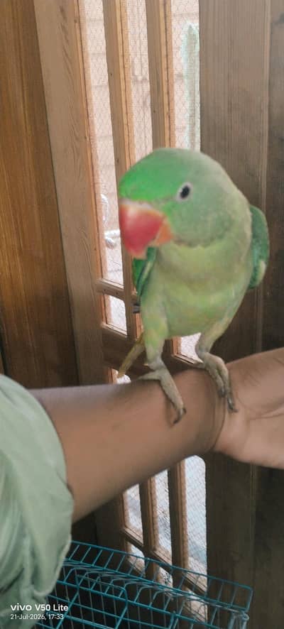 Talking Alexandrine Parrot for Sale – Healthy & Active