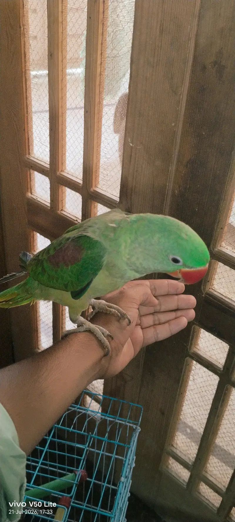 Talking Alexandrine Parrot for Sale – Healthy & Active — photo 2