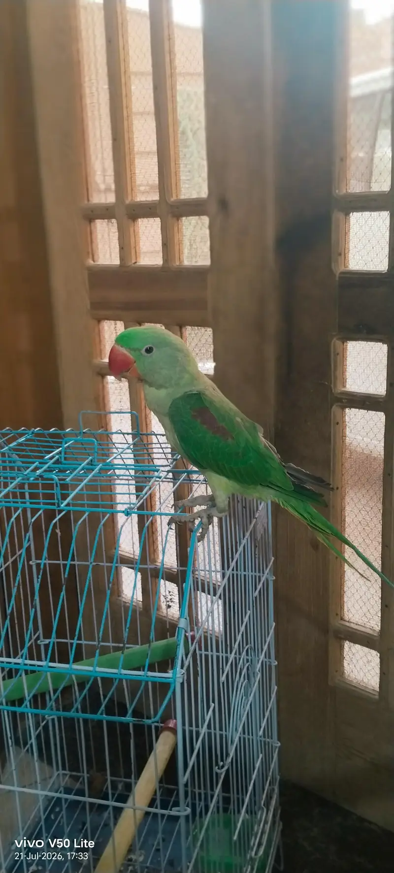 Talking Alexandrine Parrot for Sale – Healthy & Active — photo 3