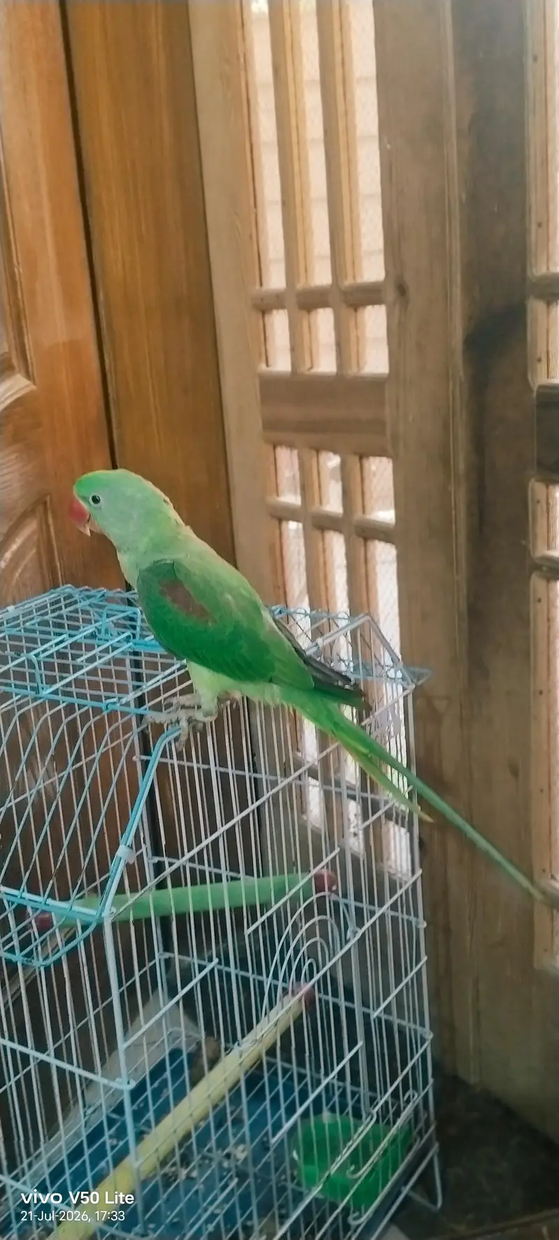 Talking Alexandrine Parrot for Sale – Healthy & Active — photo 4