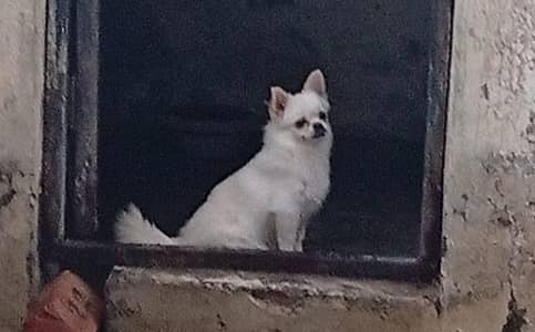 Imported Chihuahua young male available for sale