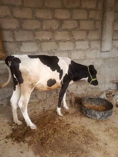 presion  cow 2 teeth
