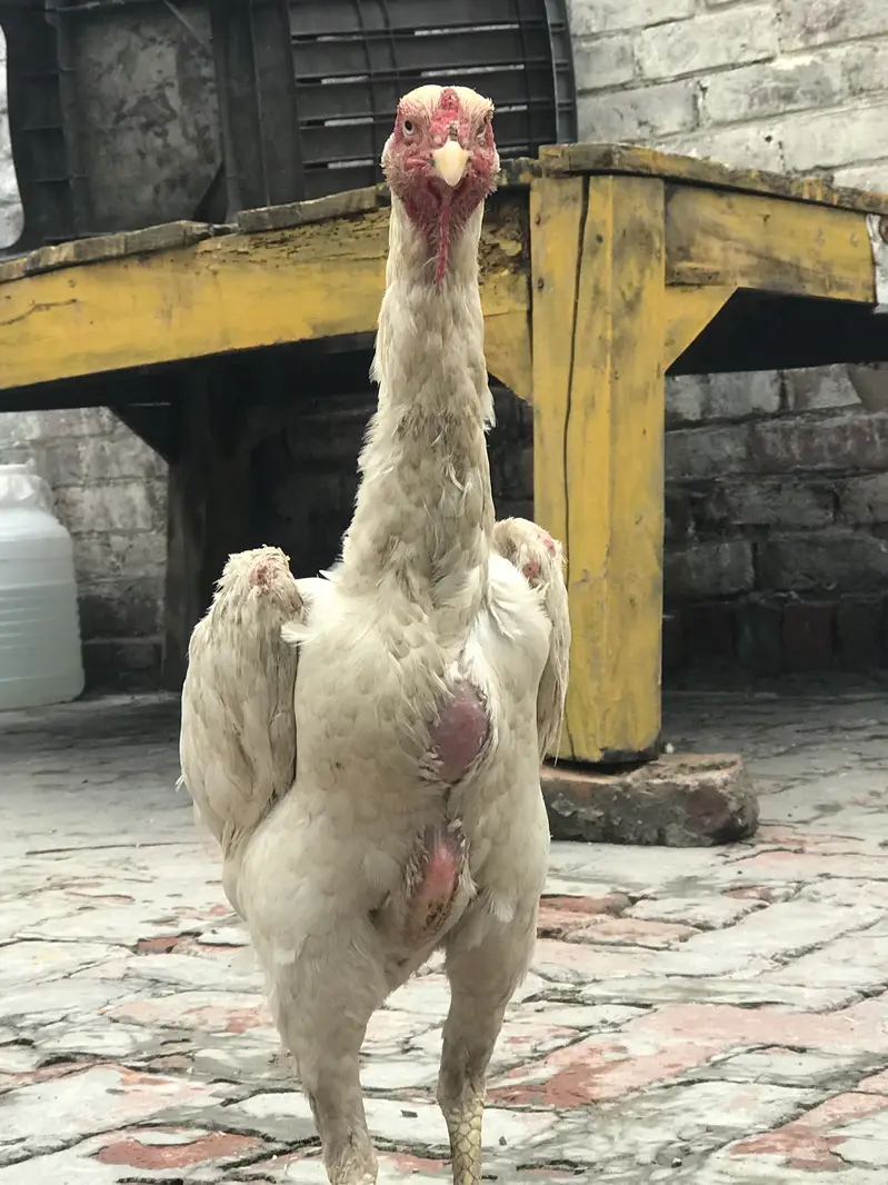 White king Shamo female 03424058759 Whataspp — photo 3