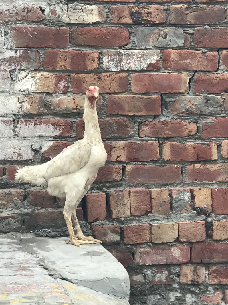 White king Shamo female 03424058759 Whataspp — photo 5