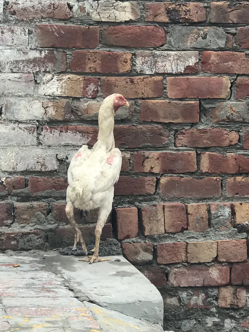 White king Shamo female 03424058759 Whataspp — photo 6