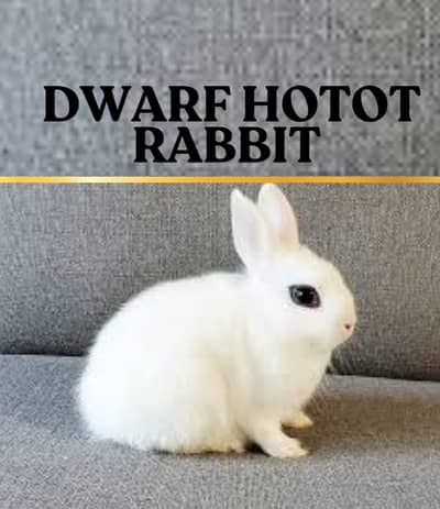 DWARF HOTOT