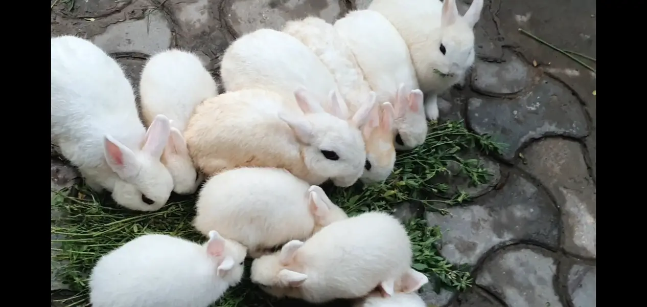 DWARF HOTOT — photo 2