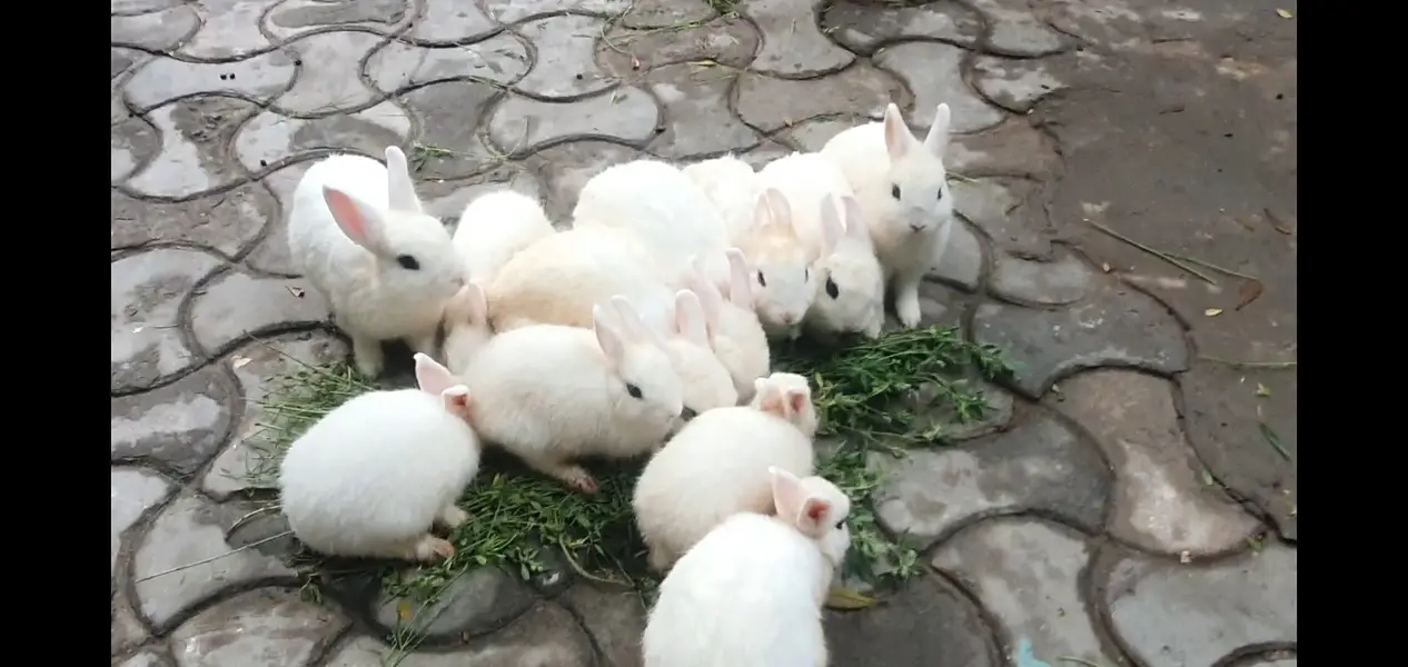 DWARF HOTOT — photo 3
