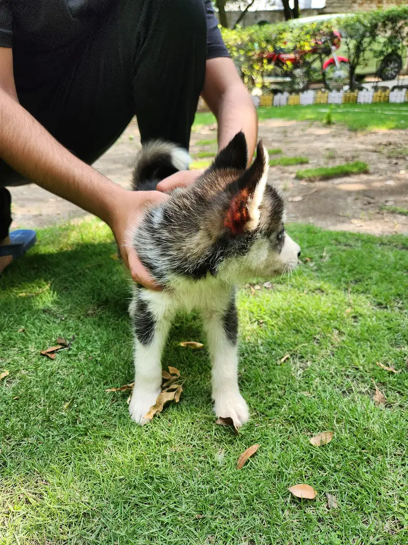 siberian Husky male puppy — photo 2