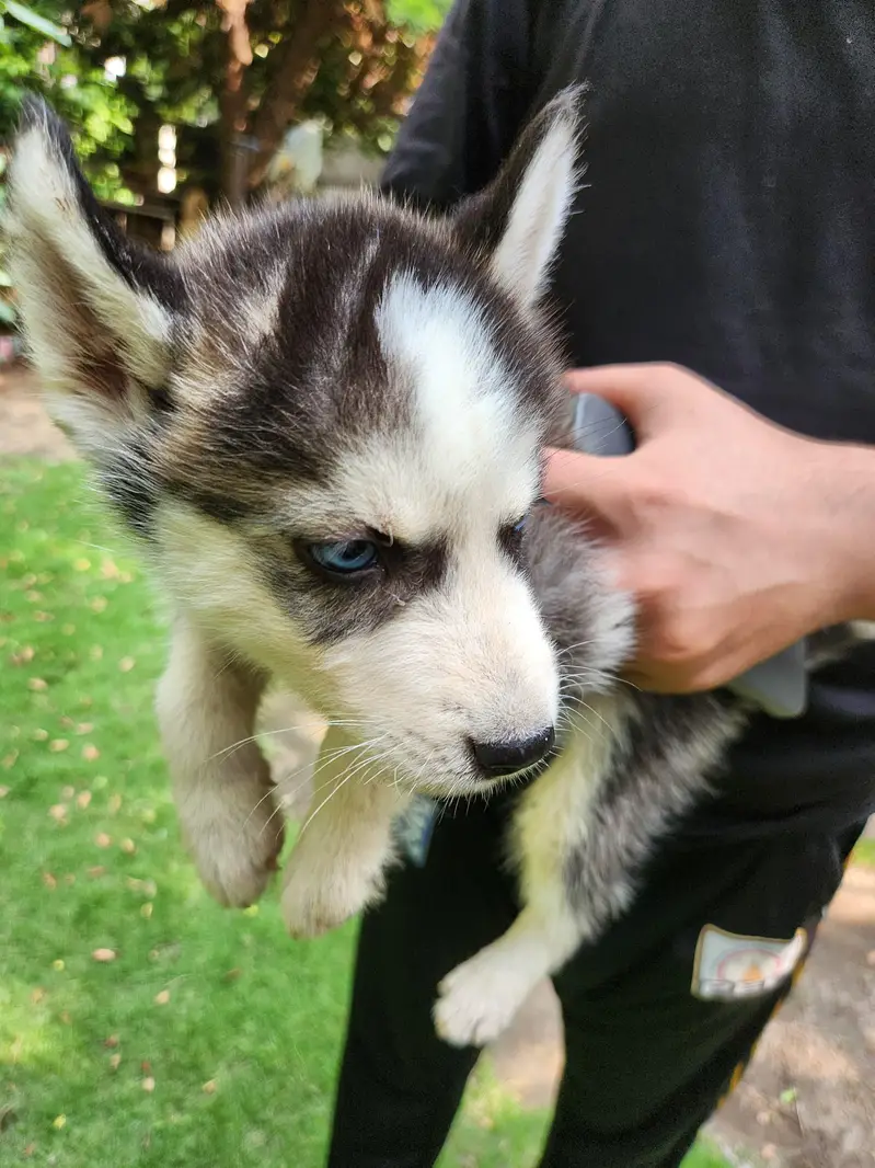 siberian Husky male puppy — photo 4