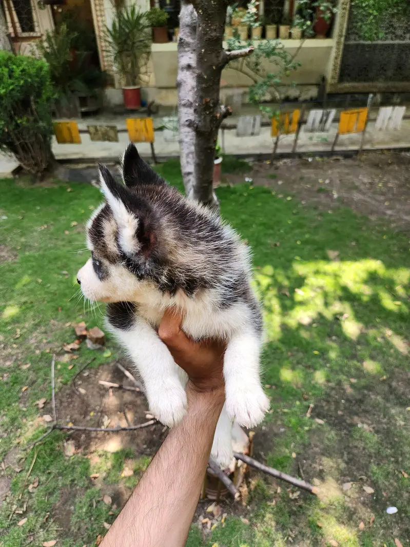 siberian Husky male puppy — photo 6