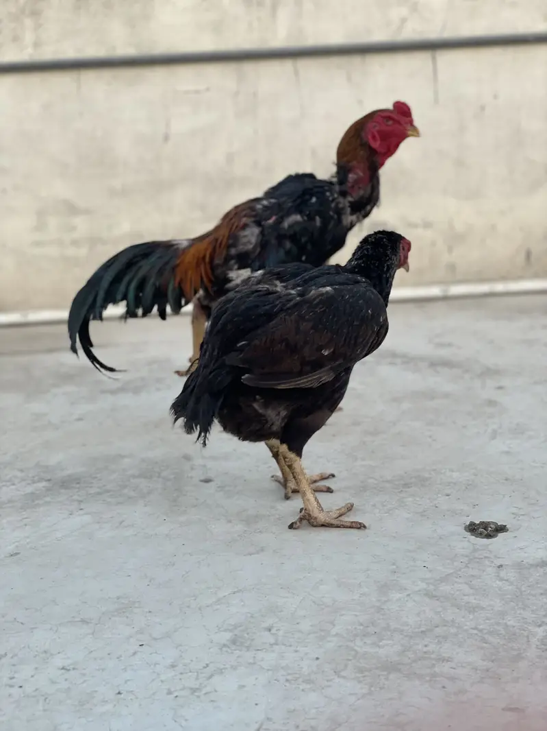 SHAMO AND TURKISH WHOLE SETUP FOR SALE — photo 11