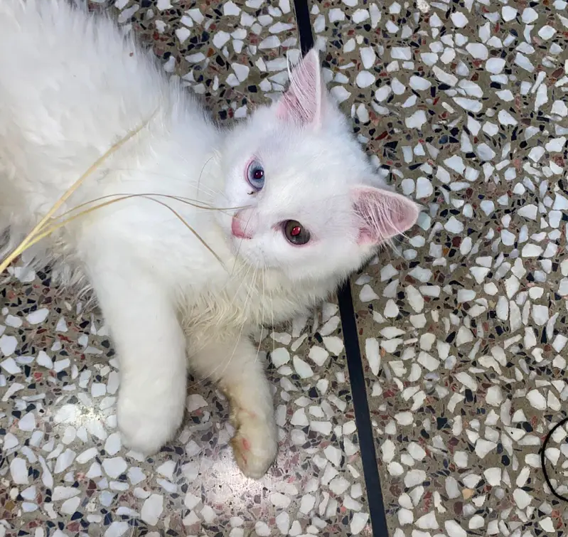 RARE BEAUTIFUL ODD EYES PERSIAN MALE KITTEN FOR LOVING FAMIKY — photo 3