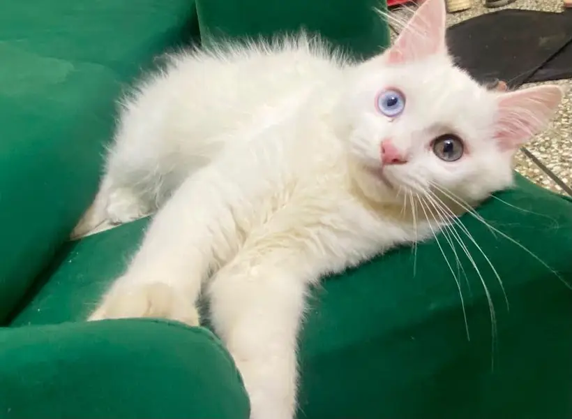 RARE BEAUTIFUL ODD EYES PERSIAN MALE KITTEN FOR LOVING FAMIKY — photo 2