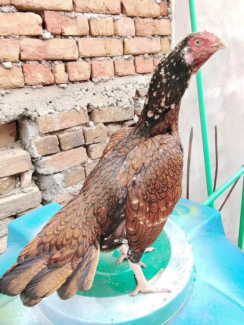 khajorri mushki — photo 2
