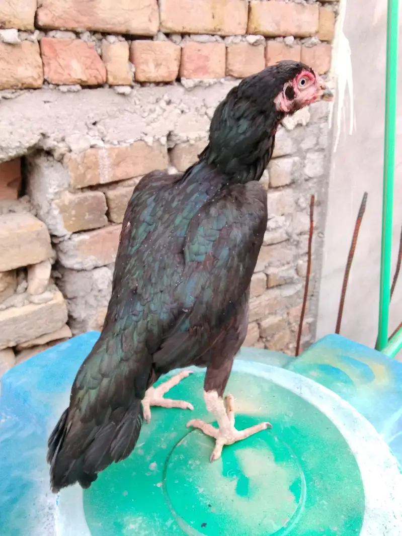 khajorri mushki — photo 3