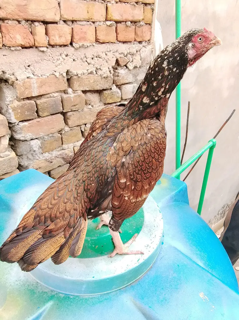 khajorri mushki — photo 4